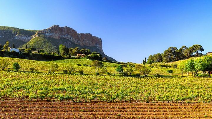 Small-Group Half-Day Côtes de Provence Wine Tour from Aix with Two Family Wineries (1/8)
