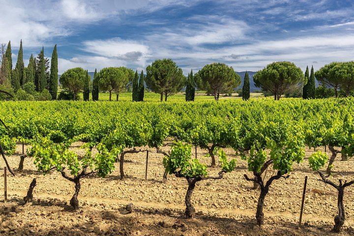 Small-Group Half-Day Côtes de Provence Wine Tour from Aix with Two Family Wineries (6/8)