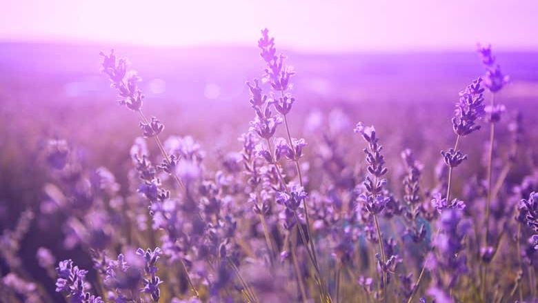 Private Sidecar Tour from Aix: Lavender Fields, Wine Tasting and Calissons, 2 or 4 Hours (4/8)