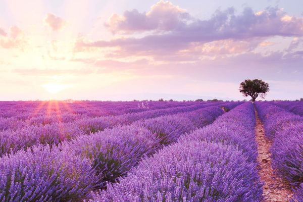 Private Sidecar Tour from Aix: Lavender Fields, Wine Tasting and Calissons, 2 or 4 Hours