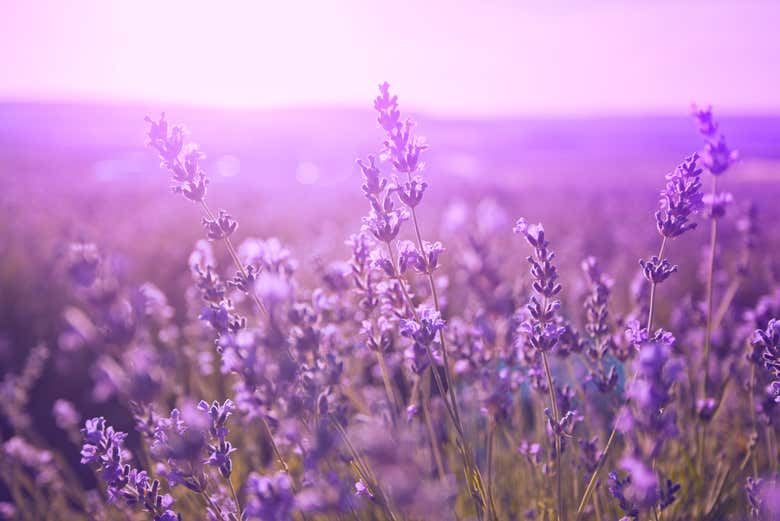Private Sidecar Tour from Aix: Lavender Fields, Wine Tasting and Calissons, 2 or 4 Hours (4/8)