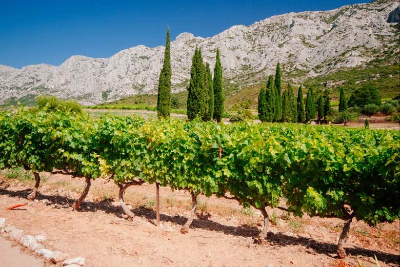 Private Sidecar Tour from Aix: Lavender Fields, Wine Tasting and Calissons, 2 or 4 Hours (5/8)