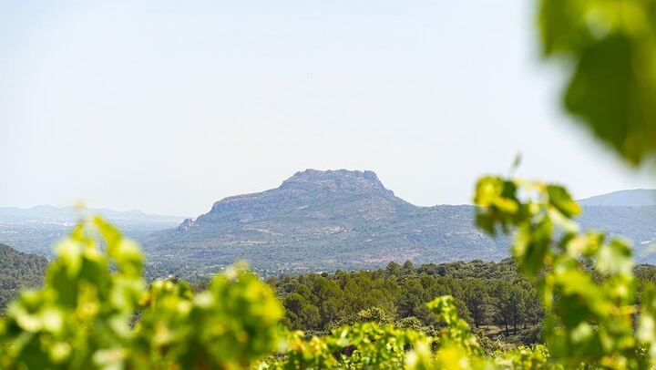 Small-Group Provence Rosé Wine Tour from Nice with Azur Wine Tours, Max 8 (2/12)