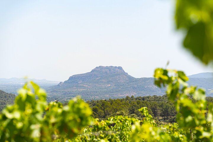 Small-Group Provence Rosé Wine Tour from Nice with Azur Wine Tours, Max 8 (2/12)