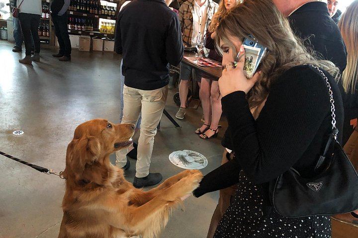 West Kelowna Afternoon Wine Tour with Guide Cherry: 4 Wineries, 45 Minutes Each (5/7)