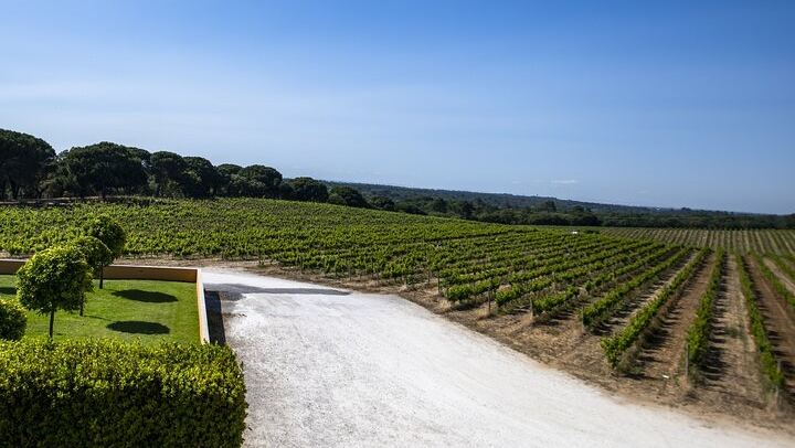 Arrábida Day from Lisbon for Max 8: Two Family Wineries, Tile Workshop, Sesimbra (4/12)