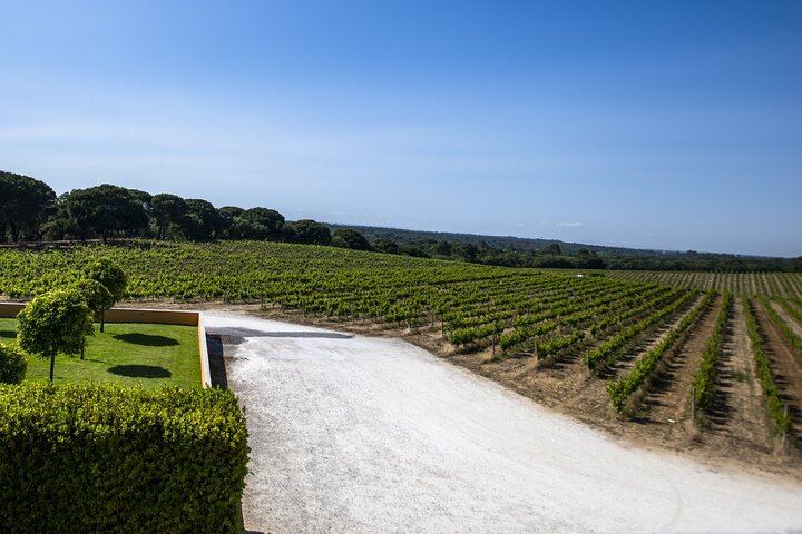 Arrábida Day from Lisbon for Max 8: Two Family Wineries, Tile Workshop, Sesimbra (4/12)