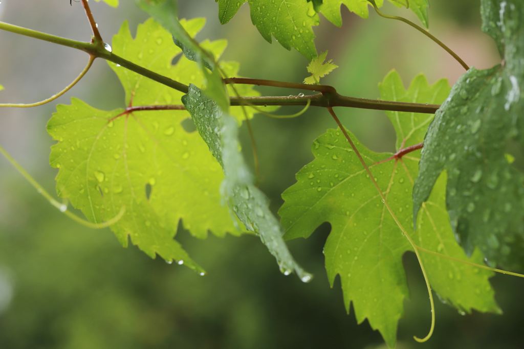 Close-up of grapevine leaves covered in raindrops on a rainy day in a vineyard