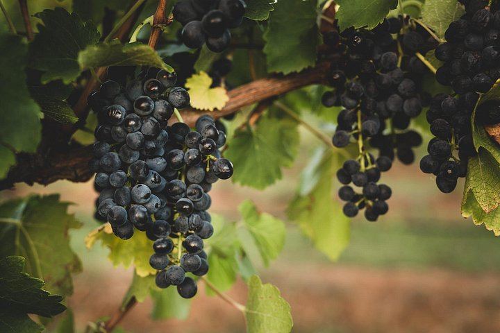 Hunter Gleann Indulgence Private Chauffeured Wine Tour, Full Day, Boutique Wineries (6/12)