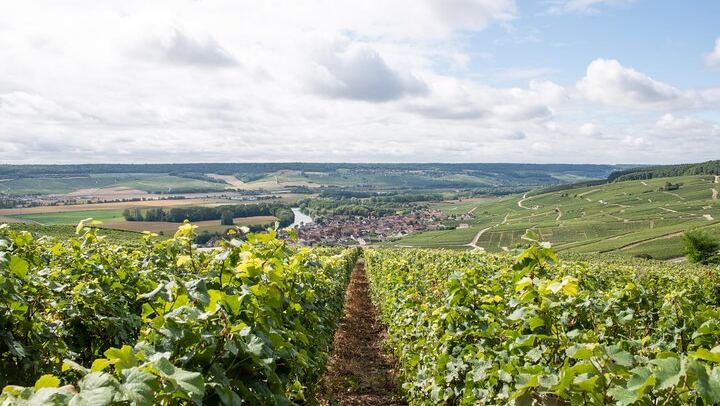 Reims Afternoon Champagne Tour: Hautvillers and Two Family Growers, Six Tastings (3/9)