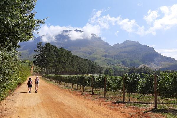 Stellenbosch Guided Vineyard Walk from Zorgvliet to Tokara, Two Tastings and Lunch