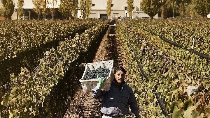 Renacer Winery Experience in Luján de Cuyo: Vineyard Tour, VR and 4-Wine Tasting (3/5)