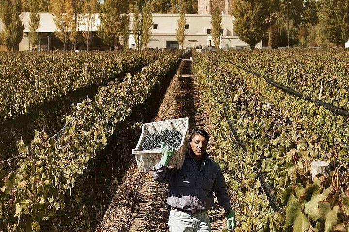 Renacer Winery Experience in Luján de Cuyo: Vineyard Tour, VR and 4-Wine Tasting (3/5)
