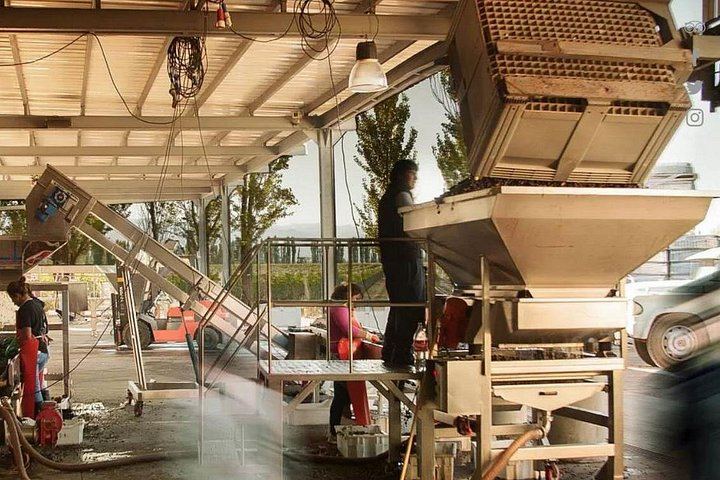 Renacer Winery Experience in Luján de Cuyo: Vineyard Tour, VR and 4-Wine Tasting (4/5)