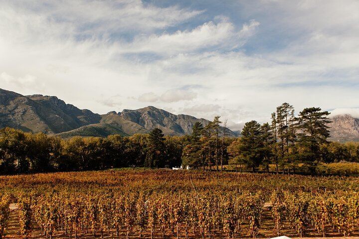 Stellenbosch and Franschhoek Wine Tram Day Tour from Cape Town, Small Group or Private (10/12)