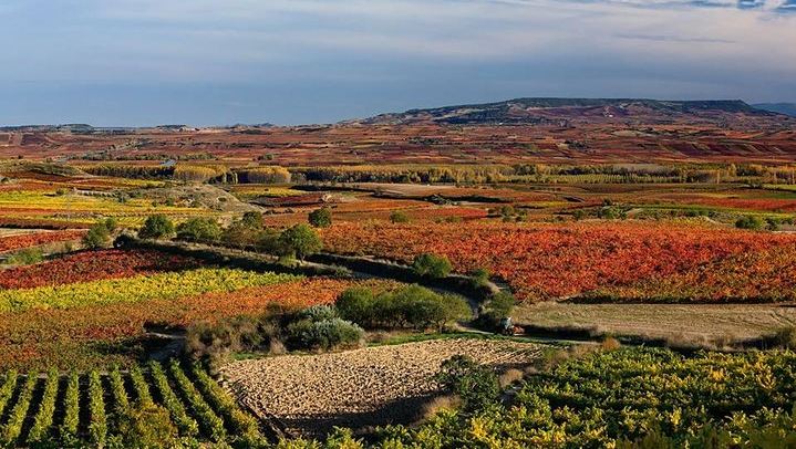 Rioja Alavesa Day Trip: Four Winery Tastings and Medieval Villages (3/12)