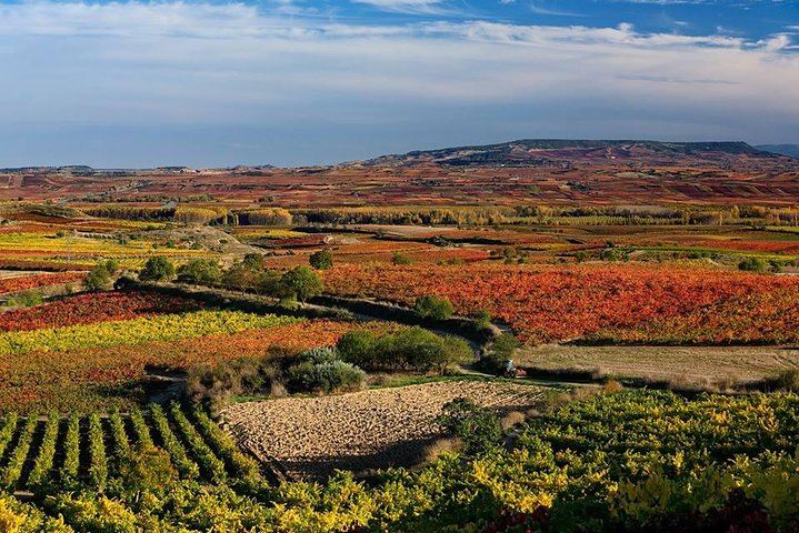 Rioja Alavesa Day Trip: Four Winery Tastings and Medieval Villages (3/12)
