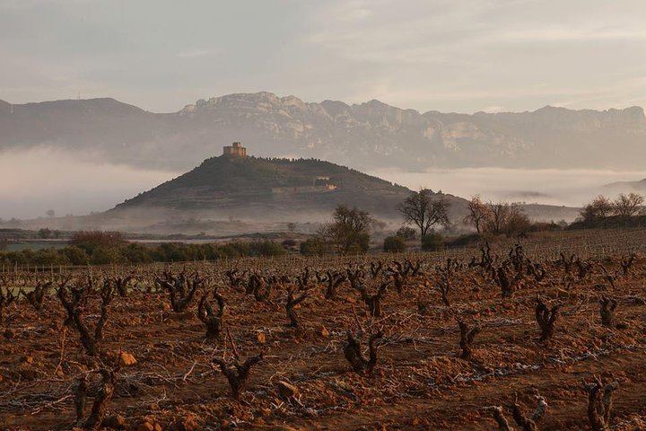 Rioja Alavesa Day Trip: Four Winery Tastings and Medieval Villages (4/12)