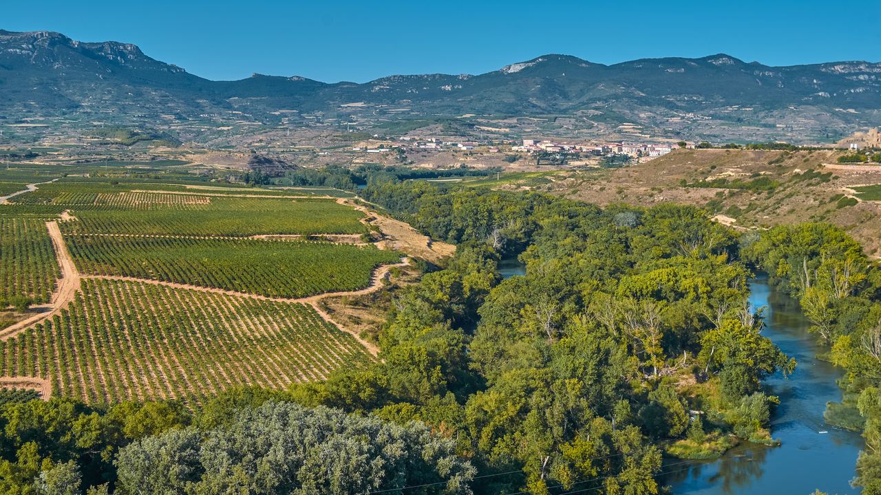 Vineyards and green river woodland in La Rioja, Spain, with a range of mountains on the horizon