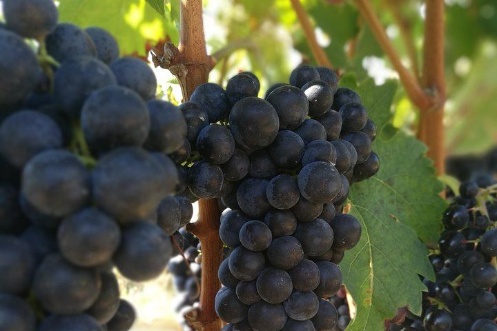 Private Rioja Winery Hopping from San Sebastian: Gomez Cruzado, Ostatu and Laguardia (6/11)