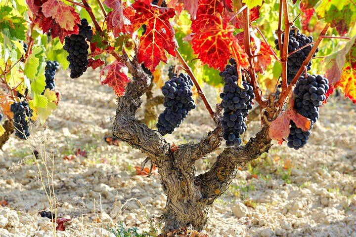 Private Rioja Winery Day from San Sebastian: Four-Course Riojan Lunch with Lamb Chops (6/12)