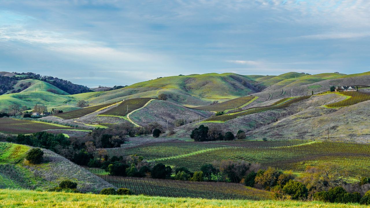 Green rolling hills striped with vineyard rows in Napa Valley, California, under a soft cloudy sky