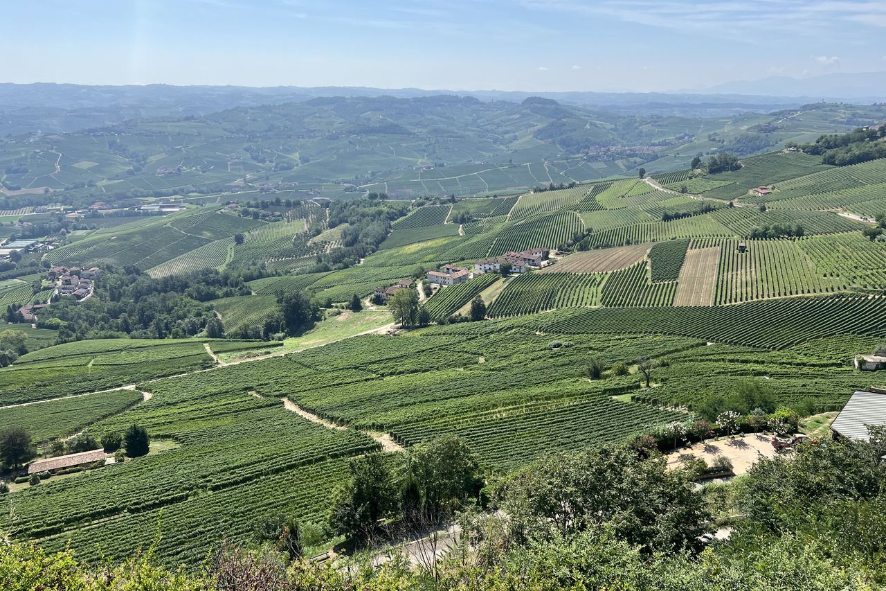 Rows of vines on the rolling hills around La Morra in the Langhe, Piedmont