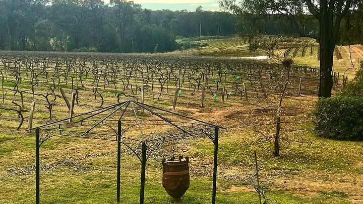 Social Hunter Valley Wine Tour from Sydney: Sobels, 4 Pines Lunch and Vineyard Picnic (4/7)