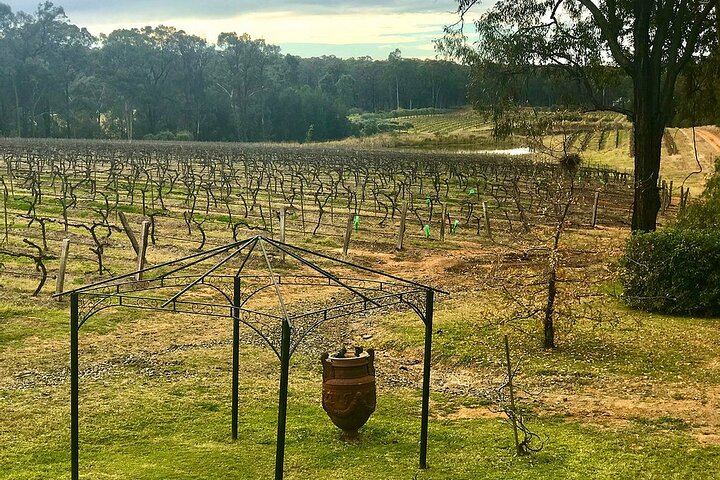Social Hunter Valley Wine Tour from Sydney: Sobels, 4 Pines Lunch and Vineyard Picnic (4/7)