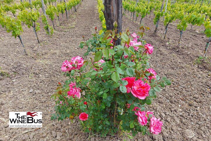 Private Full-Day Irpinia Wine Tour from Sorrento with a Sommelier and Two Wineries (10/12)
