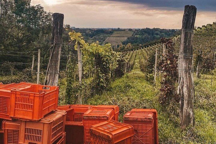 Ca'Neuva Family Farm Winery in Dogliani: Seven-Wine Tasting and Cellar Visit (12/12)
