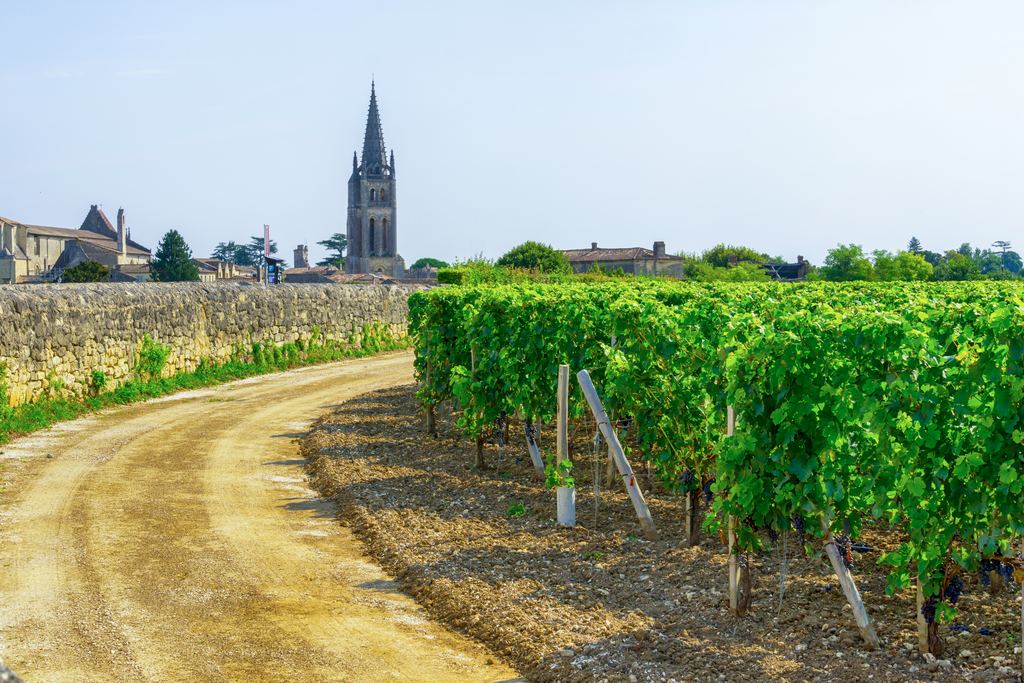 A gravel road beside vines leading towards the bell tower of Saint-Émilion