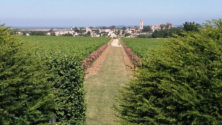 Saint-Émilion Half-Day Minibus Wine Tour from Bordeaux, Morning or Afternoon, Max 8 Guests (4/9)