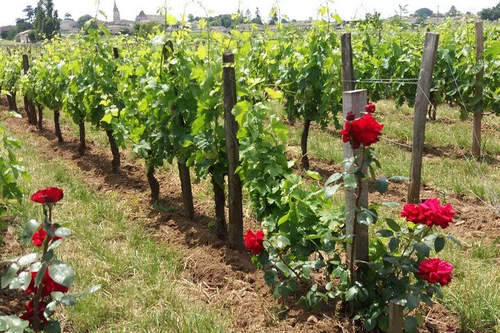 Saint-Émilion Half-Day Minibus Wine Tour from Bordeaux, Morning or Afternoon, Max 8 Guests (9/9)