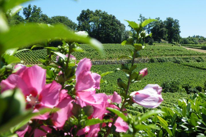Saint-Émilion Half-Day Minibus Wine Tour from Bordeaux, Morning or Afternoon, Max 8 Guests (7/9)