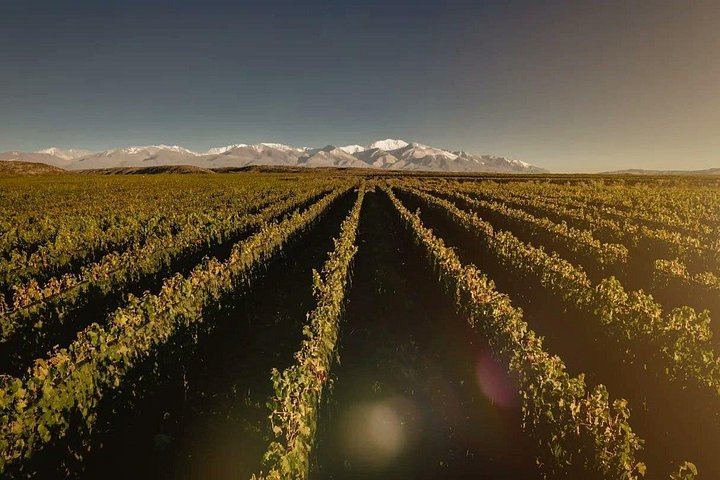 Uco Valley Wine Tour with Lunch: Salentein, Finca Adelma, La Azul and Bousquet (1/12)