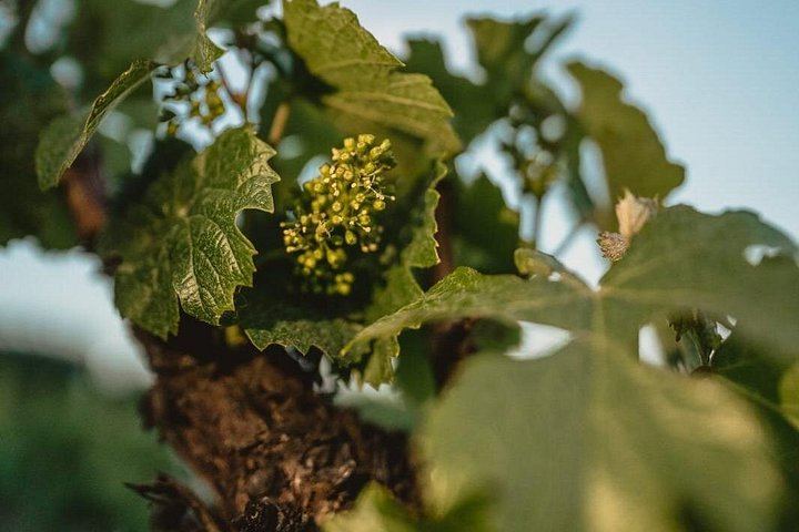 Uco Valley Wine Tour with Lunch: Salentein, Finca Adelma, La Azul and Bousquet (4/12)