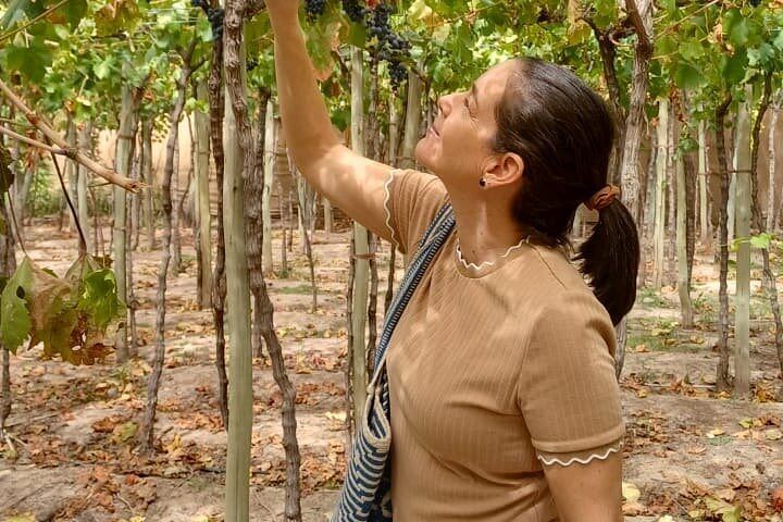 Uco Valley Wine Tour with Lunch: Salentein, Finca Adelma, La Azul and Bousquet (7/12)