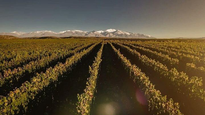 Uco Valley Wine Tour with Lunch: Salentein, Finca Adelma, La Azul and Bousquet (1/12)