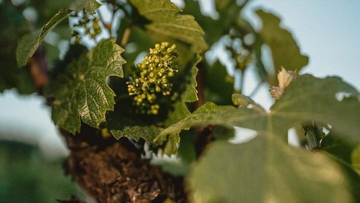 Uco Valley Wine Tour with Lunch: Salentein, Finca Adelma, La Azul and Bousquet (4/12)