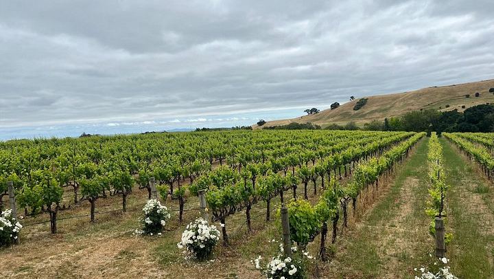 Napa and Sonoma Wine Country Day Tour with 48-Hour San Francisco Hop-On Hop-Off (3/8)