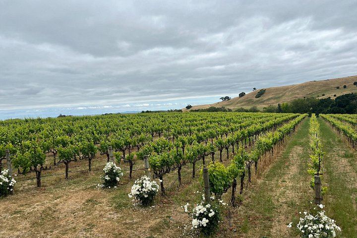 Napa and Sonoma Wine Country Day Tour with 48-Hour San Francisco Hop-On Hop-Off (3/8)