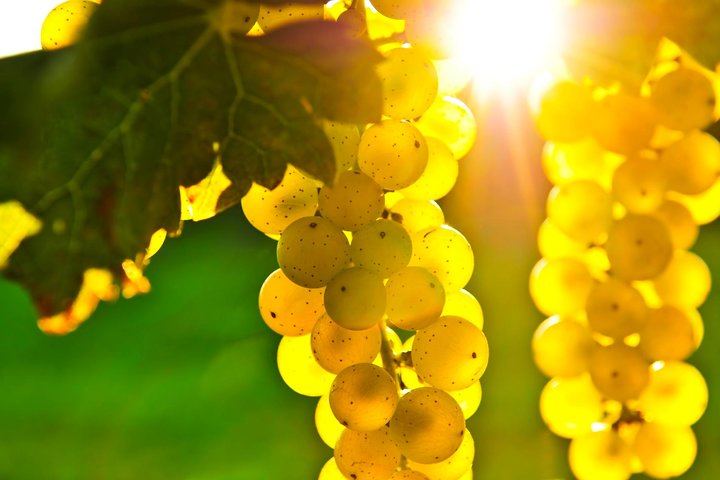 Shore Excursion Napa and Sonoma Full-Day Wine Tour: Madonna, Sutter Home, Ru Vango (5/6)