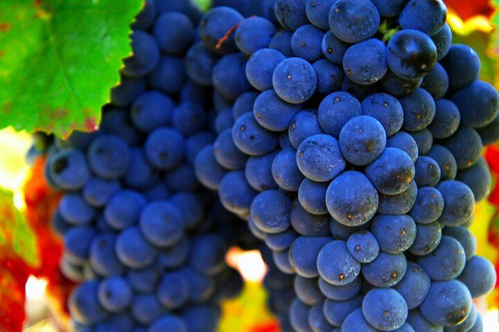Private San Gimignano and Chianti Classico Wine and Food Day from Florence by Mercedes (9/12)