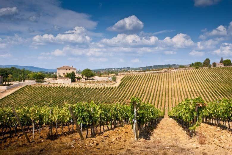 Florence Day Trip to Monteriggioni, Siena, San Gimignano and a Chianti Vineyard Tasting (4/4)