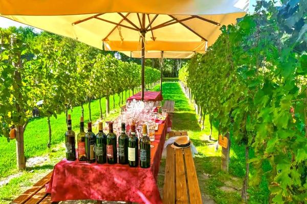 Evening Chianti Winery Dinner from San Gimignano: Cellar Tour, Tasting and Ribollita