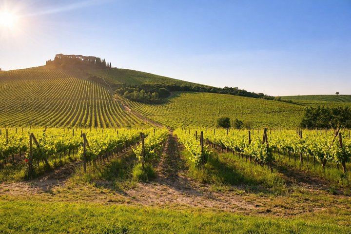 Evening Chianti Winery Dinner from San Gimignano: Cellar Tour, Tasting and Ribollita (5/5)