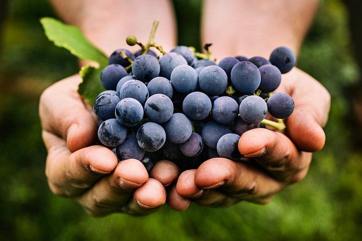 Private Grape Stomping on a Chianti Family Farm with Lunch and Florence Hotel Transfer (5/12)
