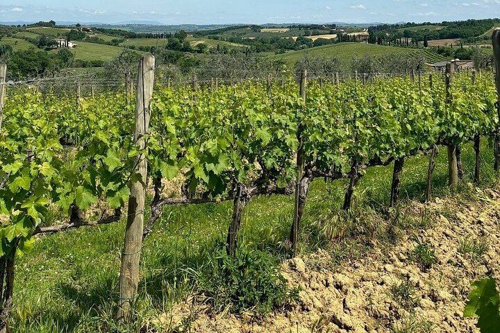 Le Bèrne Winery Tour in Cervognano with Vino Nobile and Sangiovese Tasting (8/12)