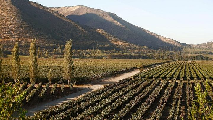 Santa Rita Premium Winery Tour in Alto Jahuel: Cellars, Roman Baths, 3 Wines (2/5)